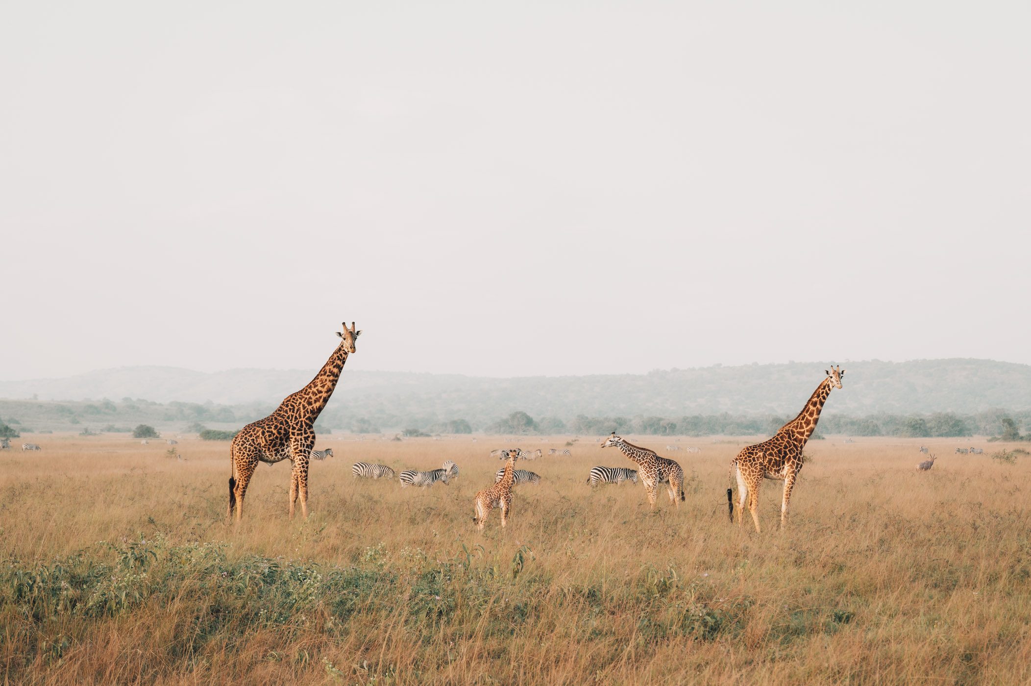 East Africa Wildlife