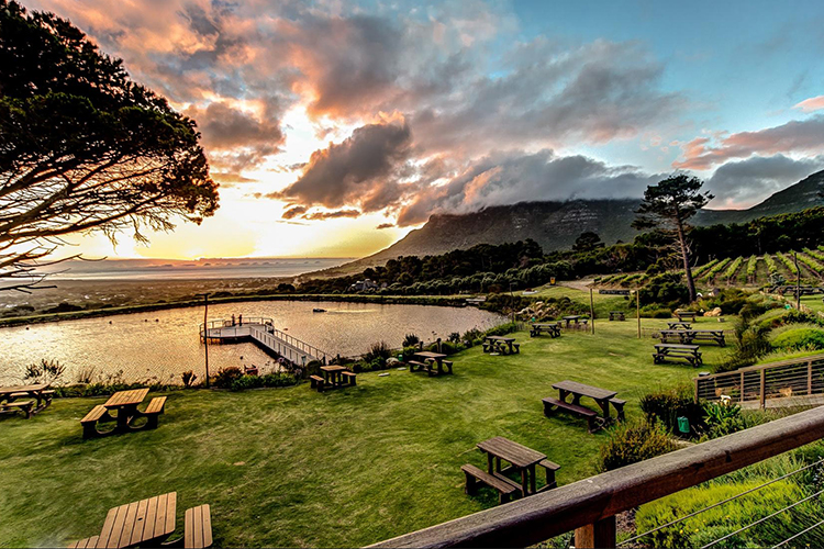 Cape & Vineyards